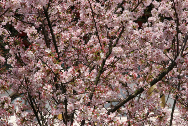 無極天元宮櫻花（圖片來源：無極天元宮）