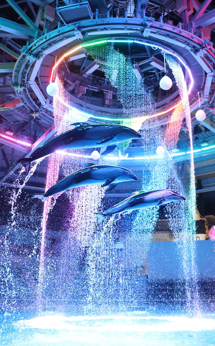 東京品川水族館櫻花季 光影藝術/夜間賞櫻/海豚表演(附門票/交通/預約方法)