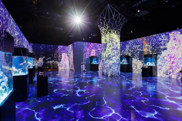 東京品川水族館櫻花季 光影藝術/夜間賞櫻/海豚表演(附門票/交通/預約方法)