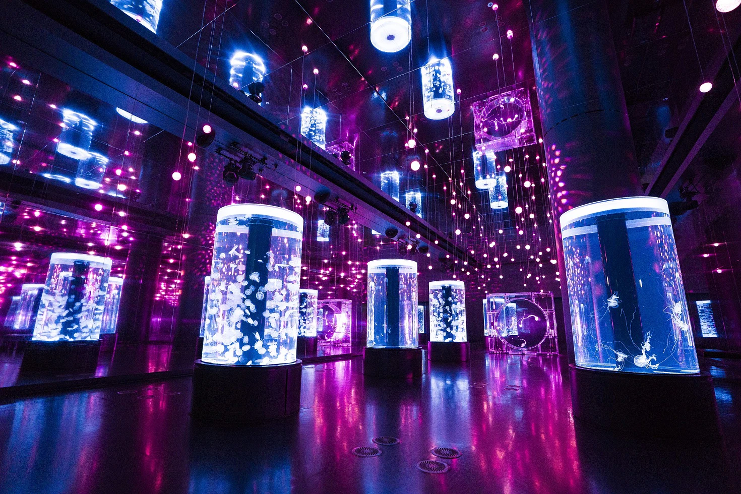 東京品川水族館櫻花季 光影藝術/夜間賞櫻/海豚表演(附門票/交通/預約方法)