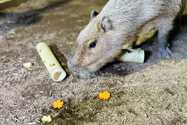 東京品川水族館櫻花季 光影藝術/夜間賞櫻/海豚表演(附門票/交通/預約方法)