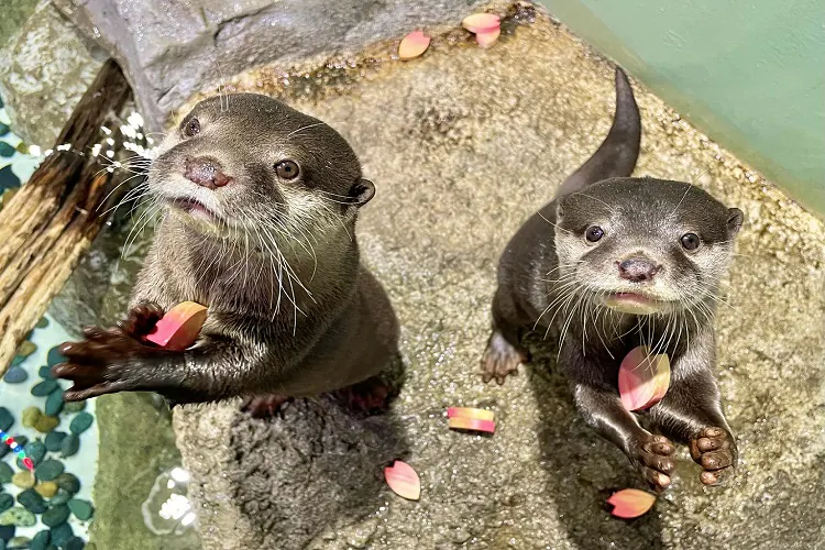 東京品川水族館櫻花季 光影藝術/夜間賞櫻/海豚表演(附門票/交通/預約方法)