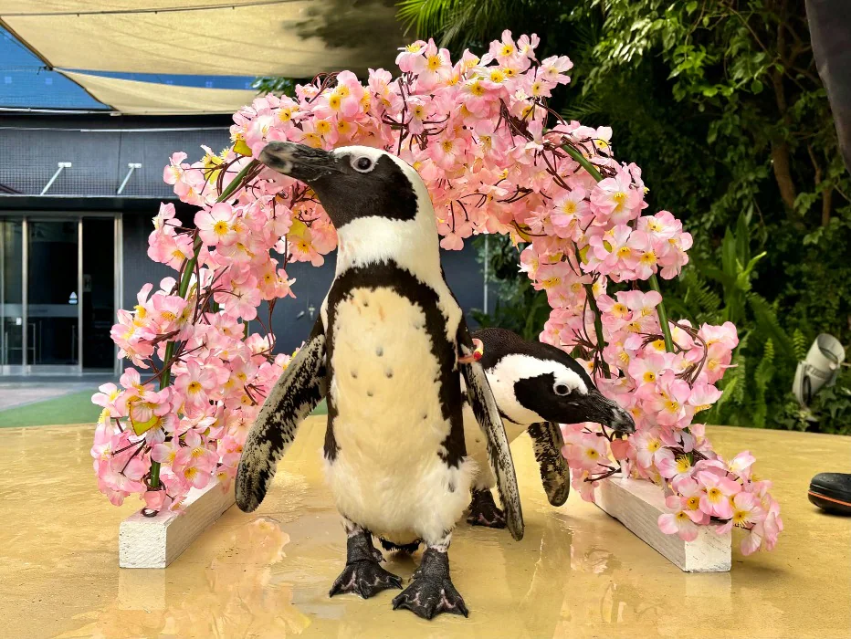 東京品川水族館櫻花季 光影藝術/夜間賞櫻/海豚表演(附門票/交通/預約方法)