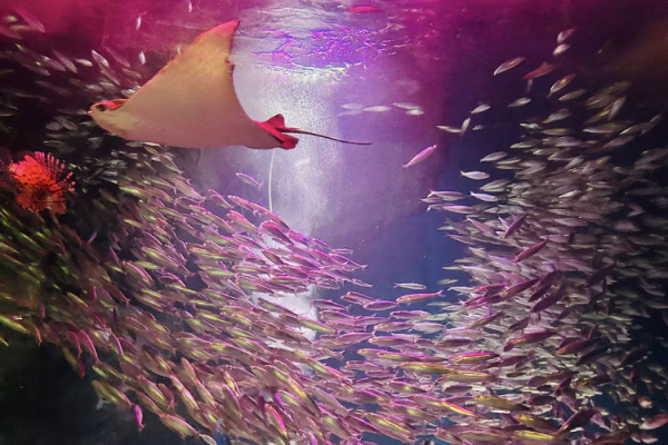 東京品川水族館櫻花季 光影藝術/夜間賞櫻/海豚表演(附門票/交通/預約方法)