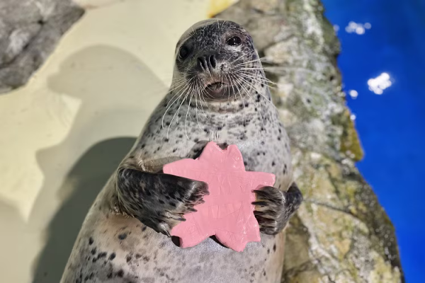 東京品川水族館櫻花季 光影藝術/夜間賞櫻/海豚表演(附門票/交通/預約方法)