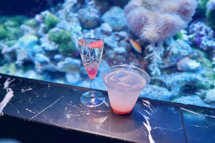 東京品川水族館櫻花季 光影藝術/夜間賞櫻/海豚表演(附門票/交通/預約方法)