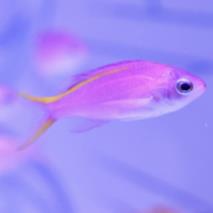 東京品川水族館櫻花季 光影藝術/夜間賞櫻/海豚表演(附門票/交通/預約方法)