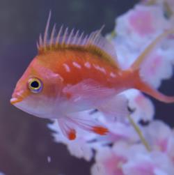 東京品川水族館櫻花季 光影藝術/夜間賞櫻/海豚表演(附門票/交通/預約方法)