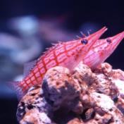 東京品川水族館櫻花季 光影藝術/夜間賞櫻/海豚表演(附門票/交通/預約方法)