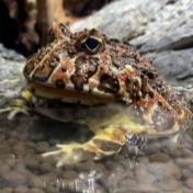 東京品川水族館櫻花季 光影藝術/夜間賞櫻/海豚表演(附門票/交通/預約方法)