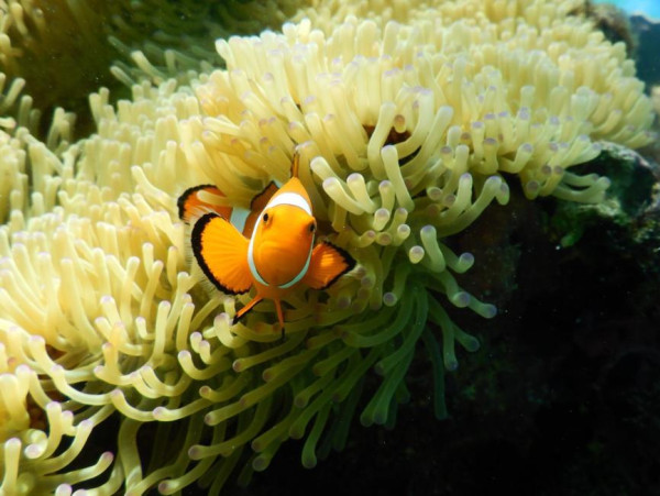 沖繩宮古島自由行景點/美食/酒店攻略!日本最美海灘/最長免費跨海大橋/天然溫泉樂園