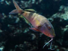 沖繩宮古島自由行景點/美食/酒店攻略!日本最美海灘/最長免費跨海大橋/天然溫泉樂園