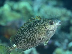 沖繩宮古島自由行景點/美食/酒店攻略!日本最美海灘/最長免費跨海大橋/天然溫泉樂園