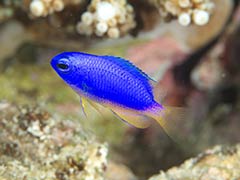 沖繩宮古島自由行景點/美食/酒店攻略!日本最美海灘/最長免費跨海大橋/天然溫泉樂園