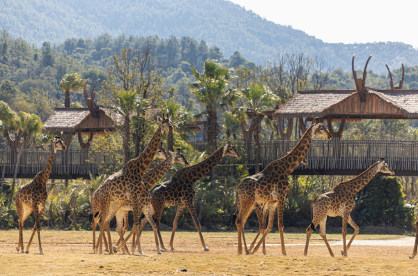 長隆森林王國主題區域｜02. 長頸鹿大草原