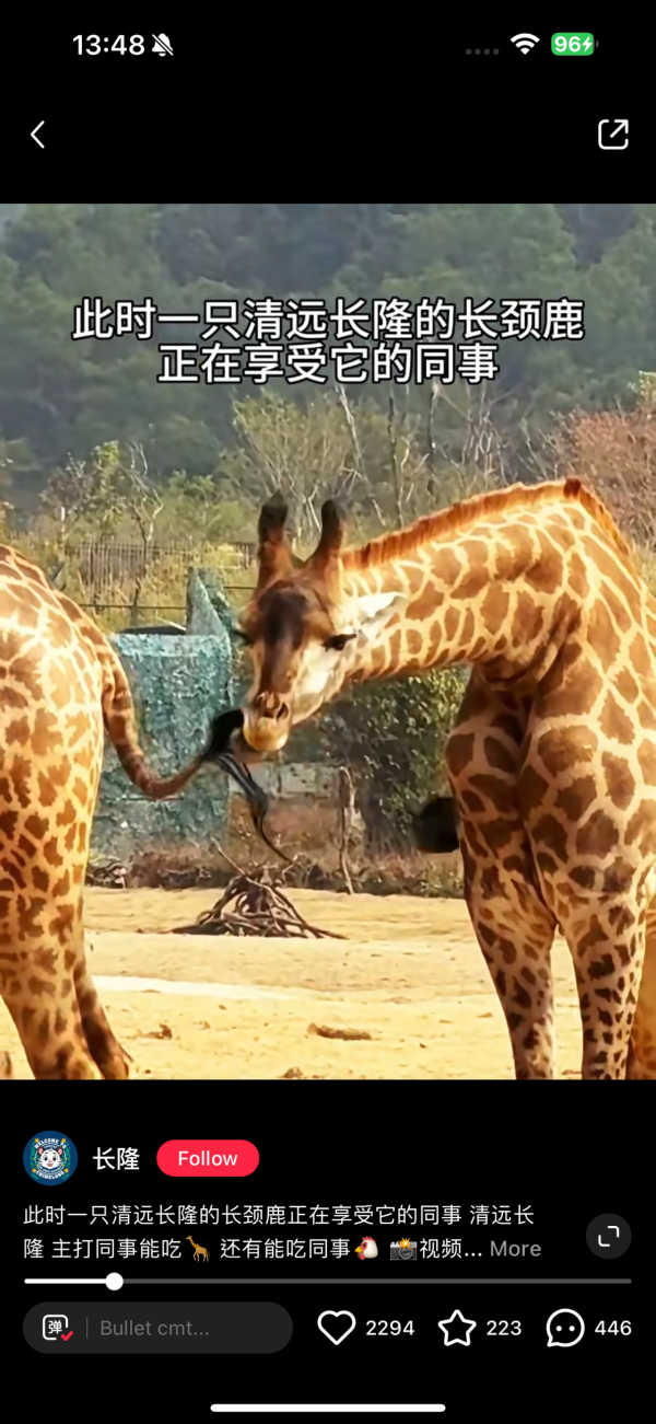 長隆森林王國主題區域｜02. 長頸鹿大草原