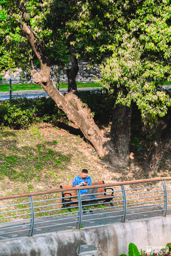 深圳新開水庫綠道 必去打卡白橋 前身羅湖最大社區公園 