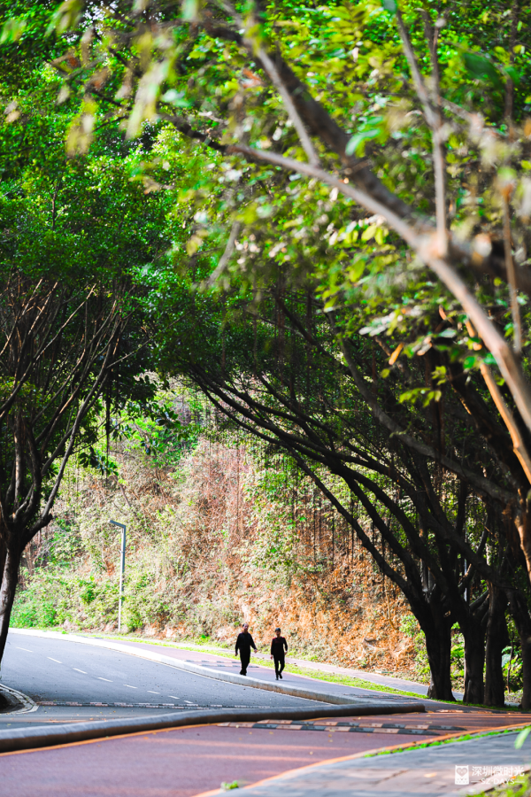 深圳新開水庫綠道 必去打卡白橋 前身羅湖最大社區公園 