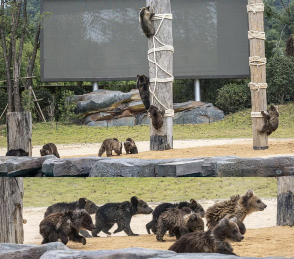 長隆森林王國主題區域｜05. 英熊谷