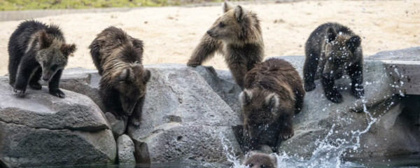 長隆森林王國主題區域｜05. 英熊谷