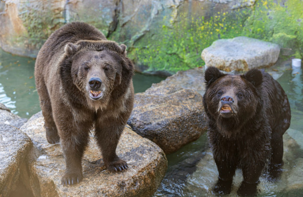 清遠長隆森林王國開幕 9大主題區 搭蒸汽火車睇動物大遷徙 附酒店/交通資訊 