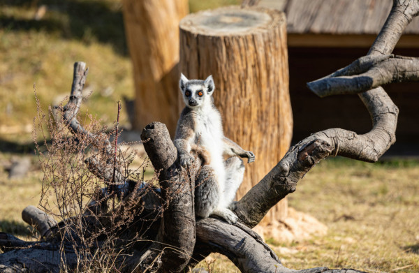 清遠長隆森林王國開幕 9大主題區 搭蒸汽火車睇動物大遷徙 附酒店/交通資訊 