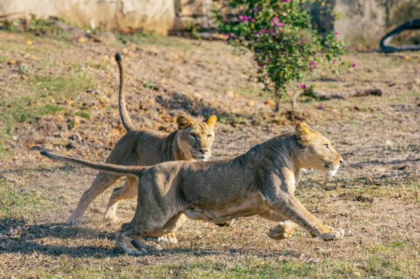 長隆森林王國主題區域｜02. 獅王山