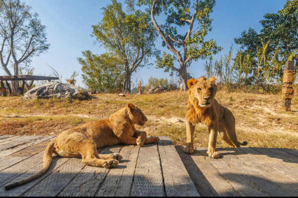長隆森林王國主題區域｜02. 獅王山