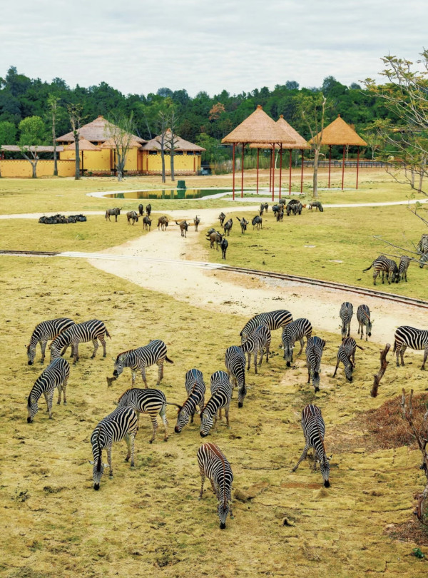 清遠長隆森林王國開幕 9大主題區 搭蒸汽火車睇動物大遷徙 附酒店/交通資訊 