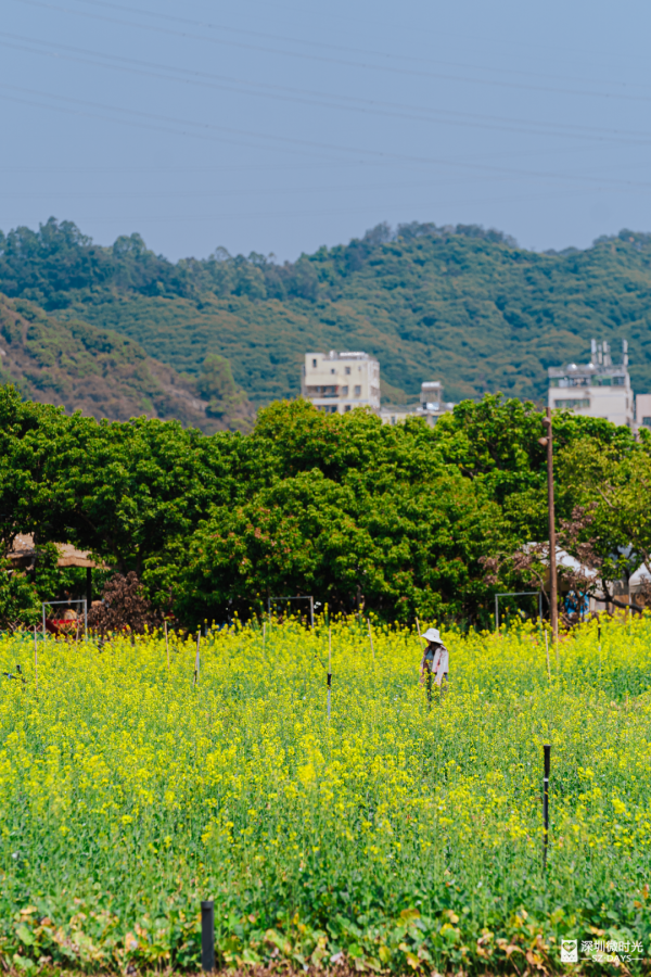 2025正式全線貫通！深圳新地標 西麗湖綠道 全長16.2公里 飽覽溪河美景 