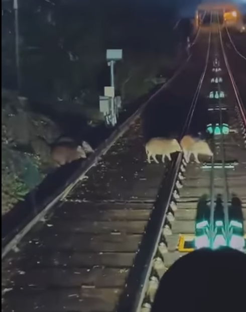 野豬BB夜闖山頂纜車路軌 車長停車耐心等待 網民大讚：好有愛心