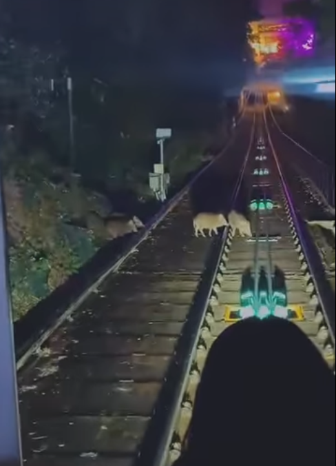 野豬BB夜闖山頂纜車路軌 車長停車耐心等待 網民大讚：好有愛心