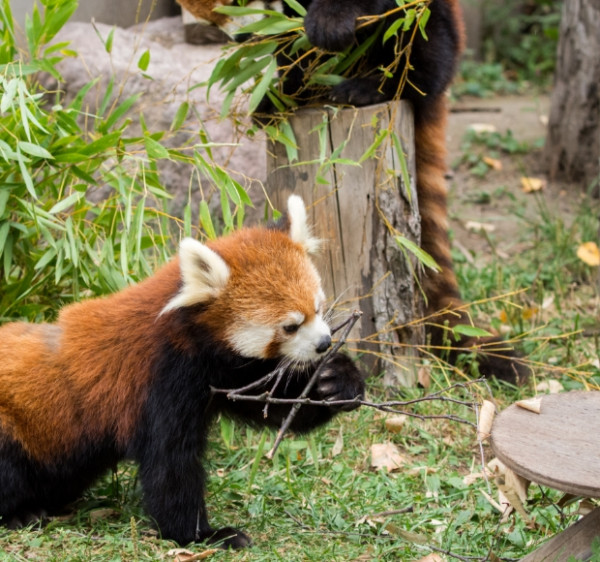 首爾大公園（圖片來源：首爾大公園）