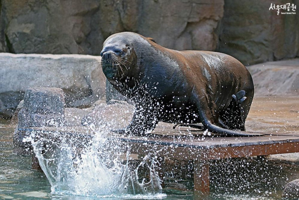 首爾大公園（圖片來源：首爾大公園）