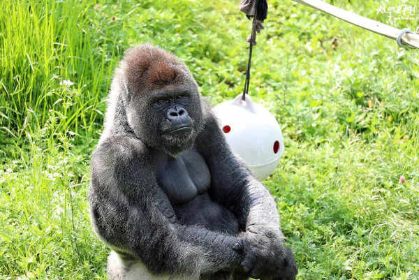 首爾大公園（圖片來源：首爾大公園）