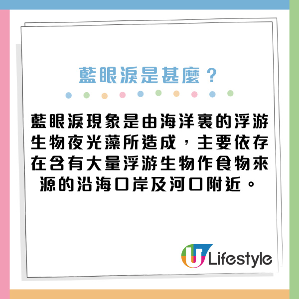 藍眼淚湧現！麥理浩徑海岸現藍眼淚 海浪中爆發幽幽藍光