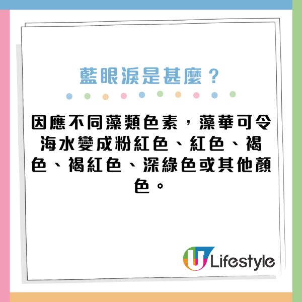 藍眼淚湧現！麥理浩徑海岸現藍眼淚 海浪中爆發幽幽藍光