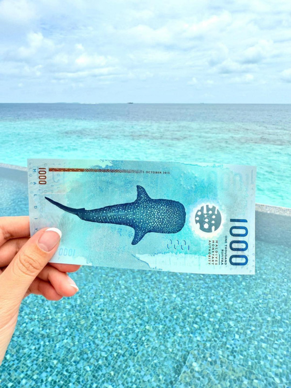 馬爾代夫藏全球最美貨幣 深海鯨鯊海龜一秒捉到手 旅客搶收藏 