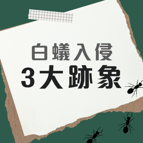 飛蟻可變白蟻防飛蟻入屋9招！白蟻入侵3跡象脫翼/蟻道/傢俬地板現凹痕