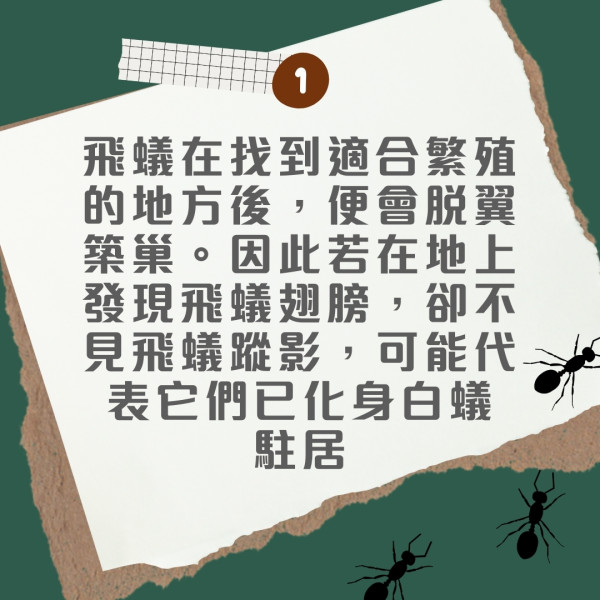 飛蟻可變白蟻防飛蟻入屋9招！白蟻入侵3跡象脫翼/蟻道/傢俬地板現凹痕