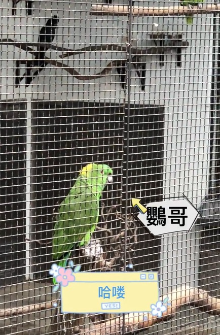 九龍公園鸚鵡「好好傾」踴躍回應遊客狂打招呼 模仿觀眾笑聲獲讚得意