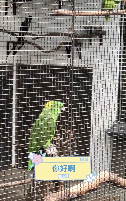 九龍公園鸚鵡「好好傾」踴躍回應遊客狂打招呼 模仿觀眾笑聲獲讚得意