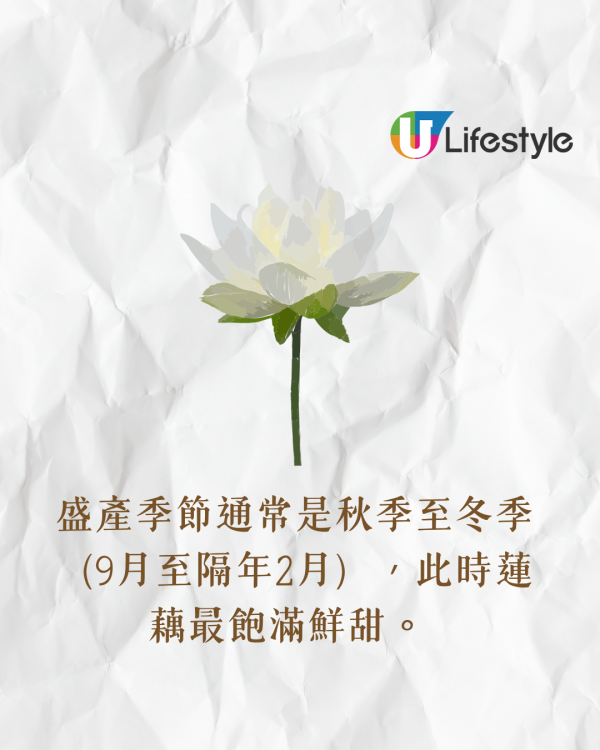 蓮藕6營養功效3類人忌吃 助減肥通便兼護心 附湯水食譜