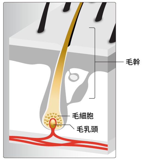 要「發」又要「髮」！育髮防掉 還我男人魅 「Return生髮配方」限時優惠3月7日登場