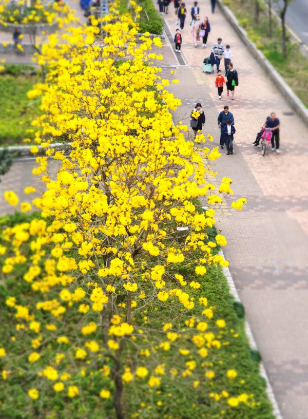 黃花風鈴木3月盛開！將軍澳賞花好去處