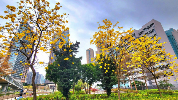 黃花風鈴木3月盛開！將軍澳賞花好去處