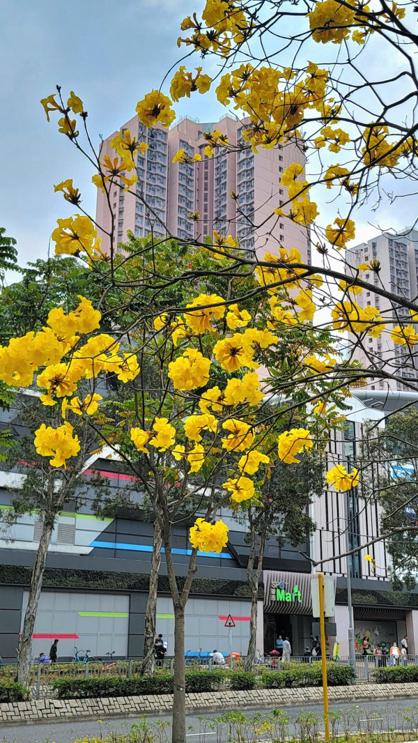 黃花風鈴木3月盛開！將軍澳賞花好去處