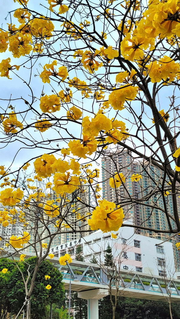 黃花風鈴木3月盛開！將軍澳賞花好去處