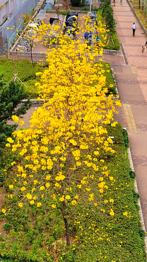 黃花風鈴木3月盛開！將軍澳賞花好去處