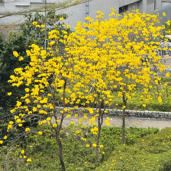 黃花風鈴木3月盛開！將軍澳賞花好去處